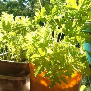 4 Vibrant green mosquito Plants, rooted,strong lemon aroma